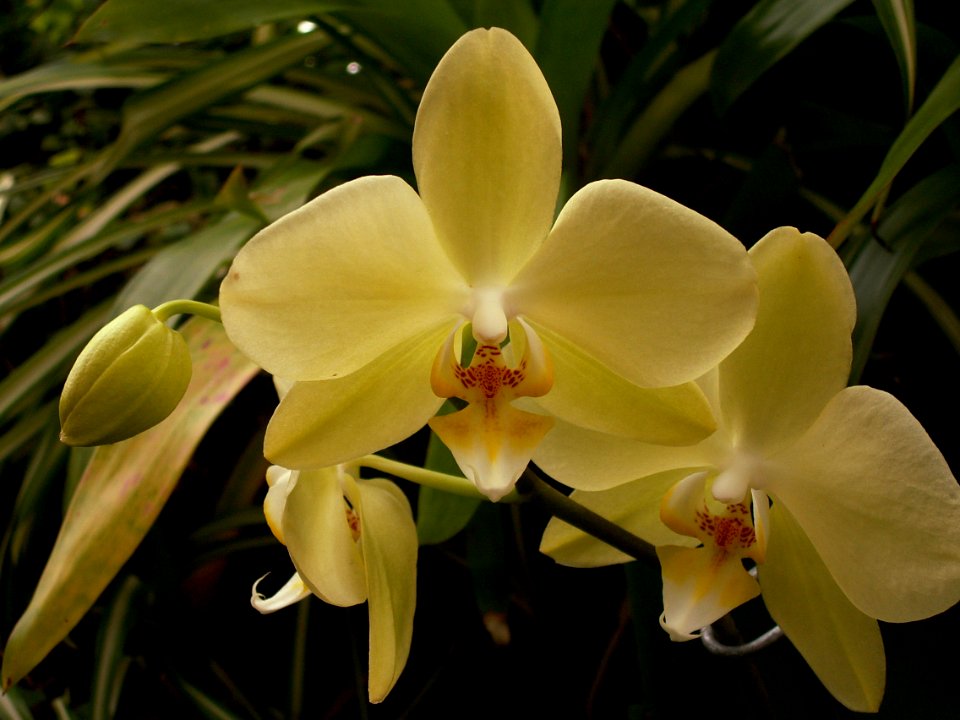 Phipps 2015-03-13 unidentified Phalaenopsis hybrid 03