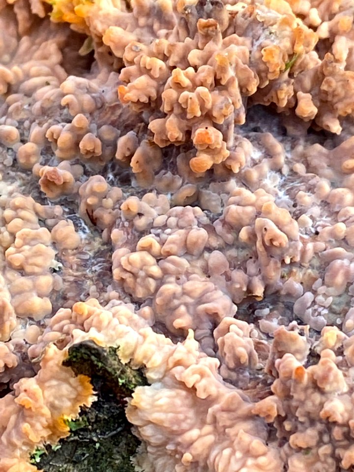 Phlebia radiata 59496624
