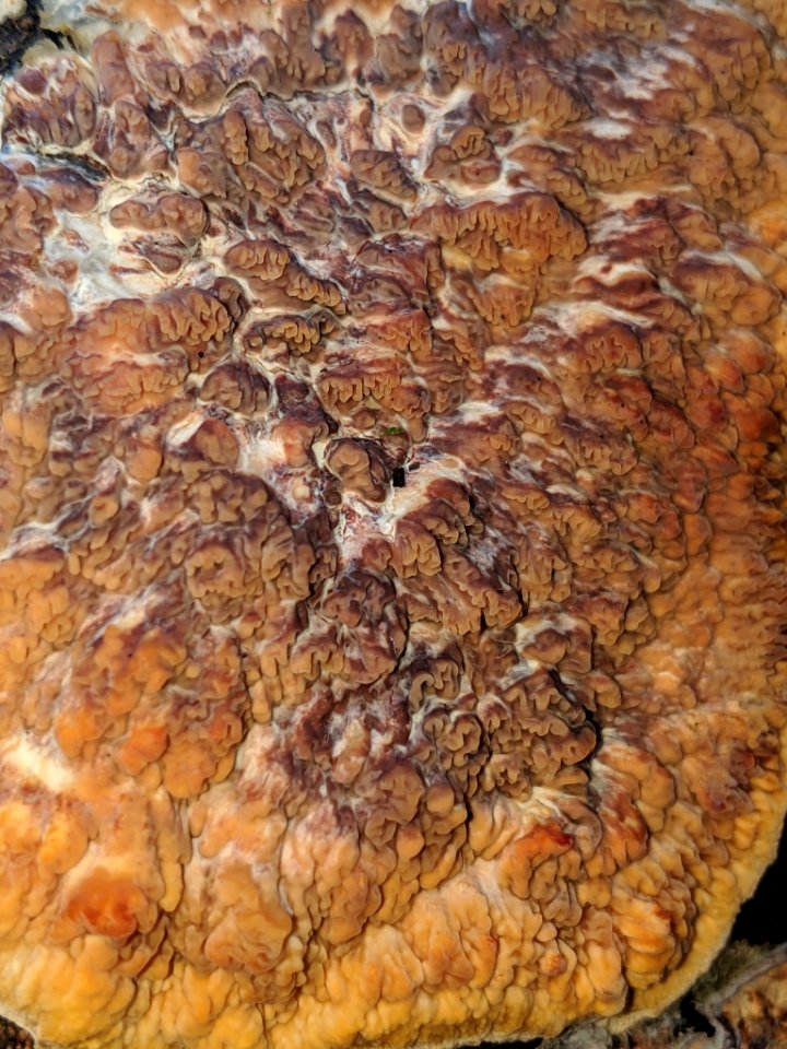 Phlebia radiata 31469650