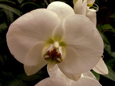 Phipps 2015-03-13 unidentified Phalaenopsis hybrid 05
