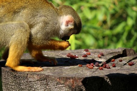 Saimiri äffchen tierpark bochum