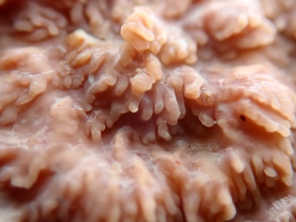 Phlebia radiata 59300441