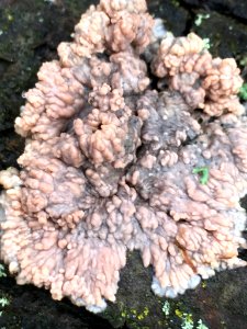 Phlebia radiata 58573654