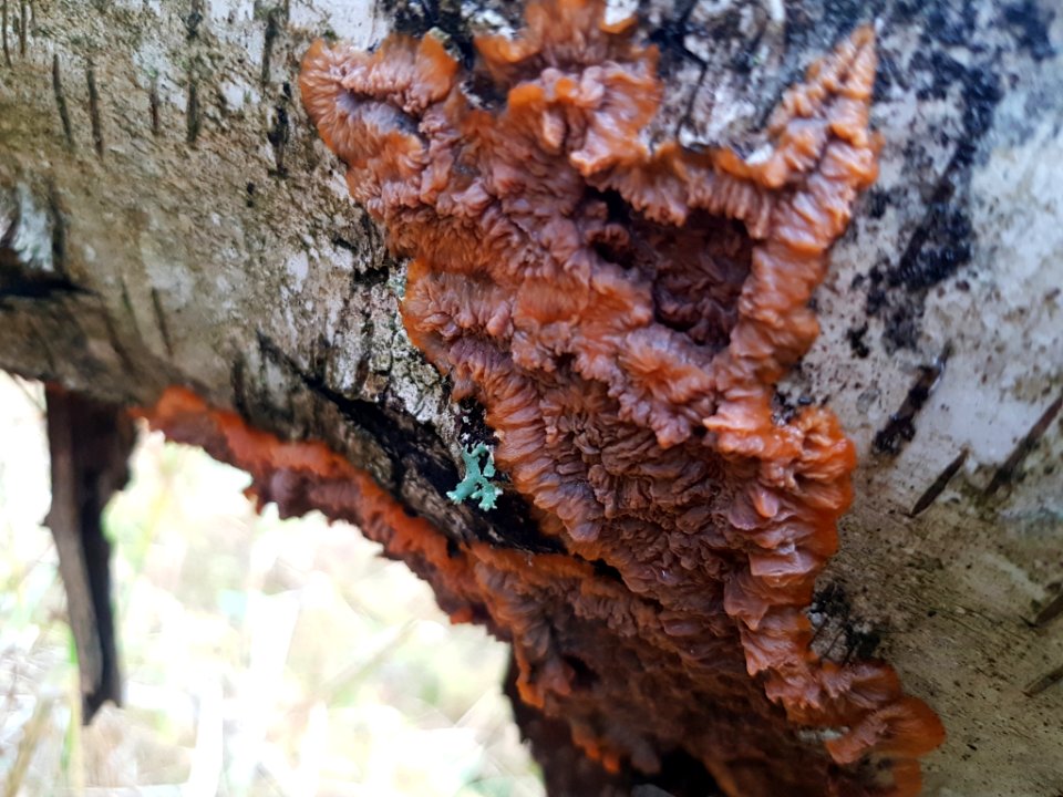 Phlebia radiata 55977360