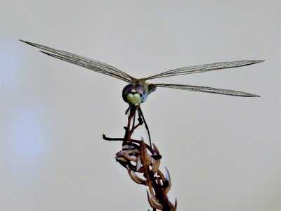 Buzz nature insect