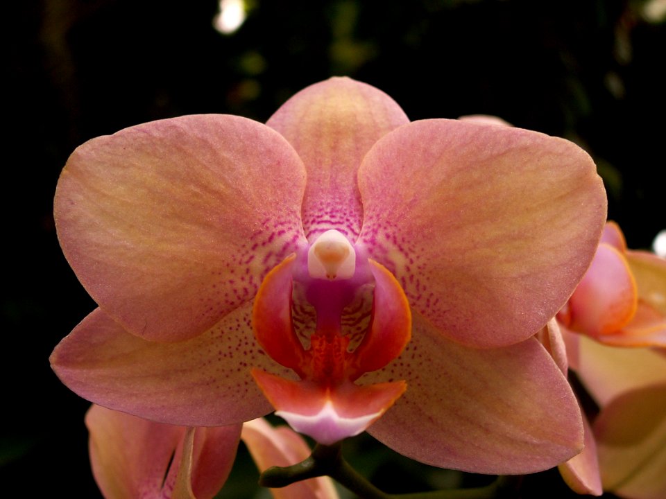 Phipps 2015-03-13 unidentified Phalaenopsis hybrid 02