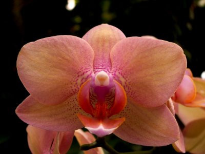 Phipps 2015-03-13 unidentified Phalaenopsis hybrid 02