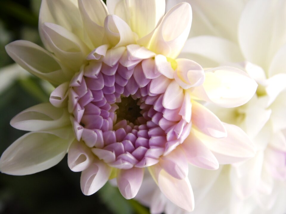 Asteraceae flower garden ornamental flower