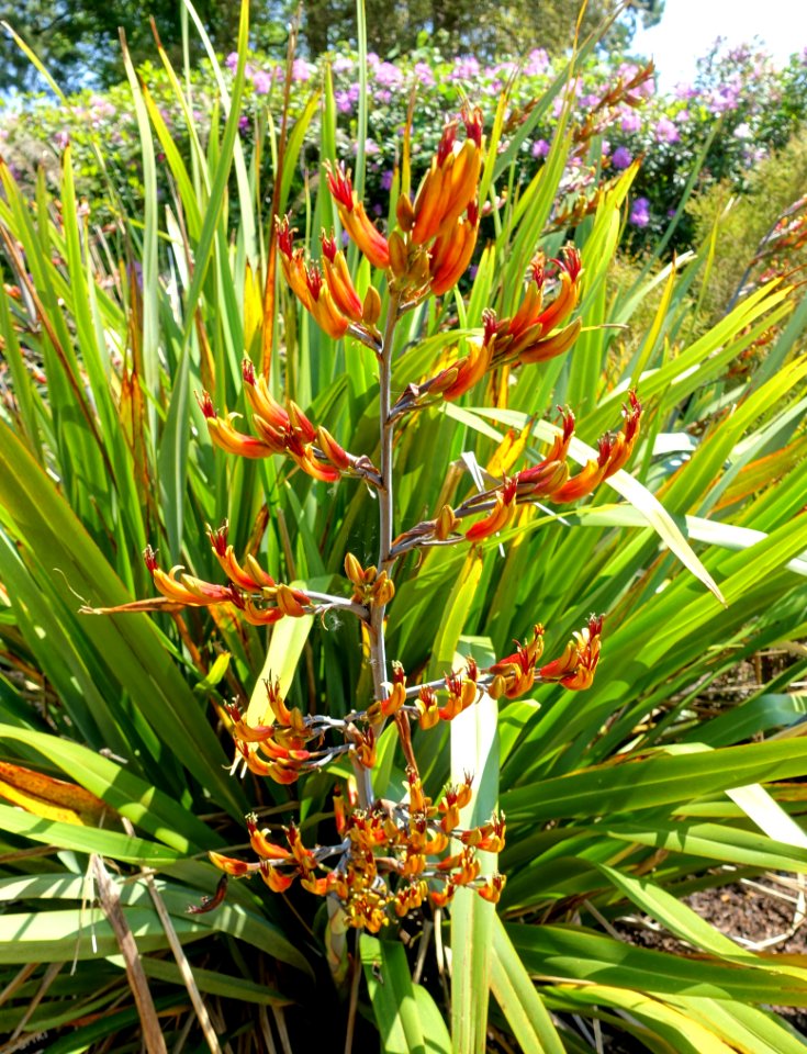 Phormium colensoi (Phormium cookianum) - Savill Garden - Windsor Great Park, England - DSC06006