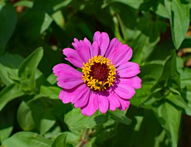 Blossom bloom plant