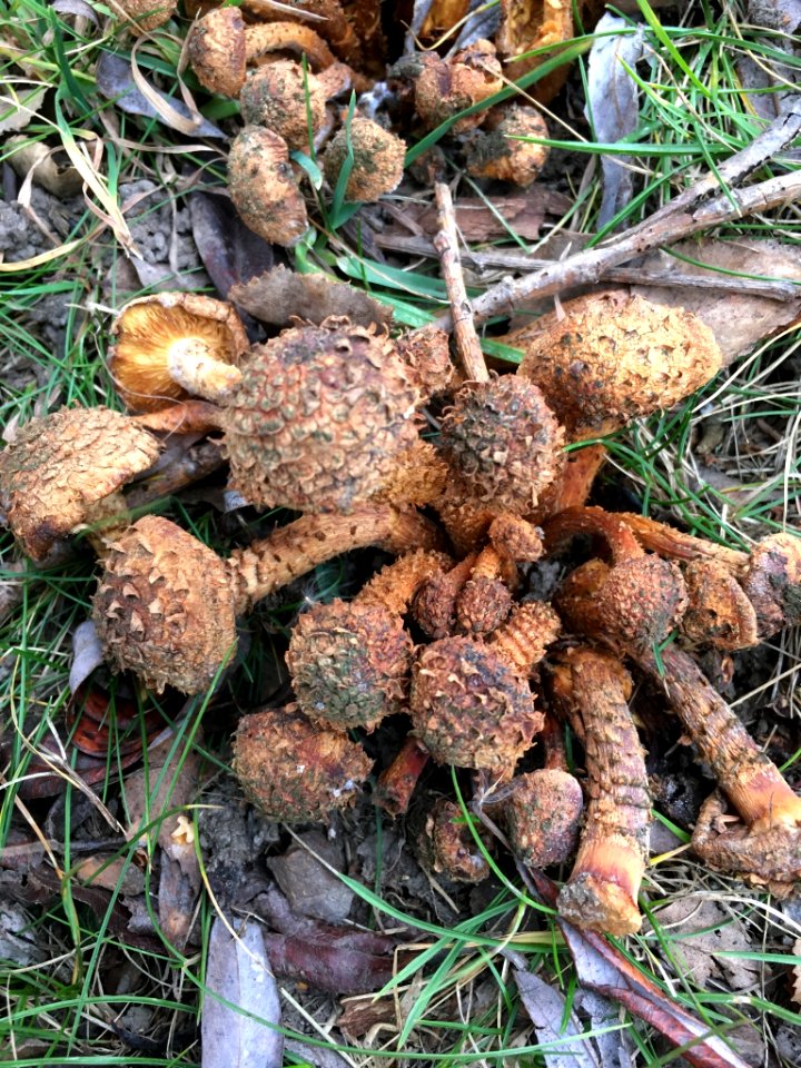 Pholiota squarrosa 58983139