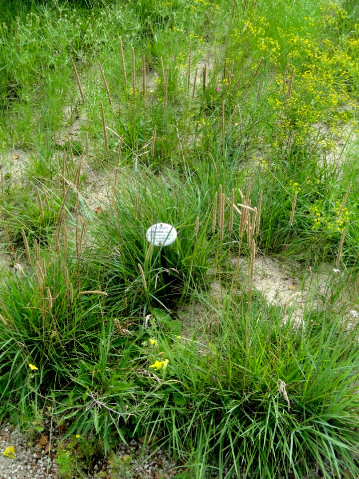 Phleum phleoides - Botanical Garden, University of Frankfurt - DSC02610