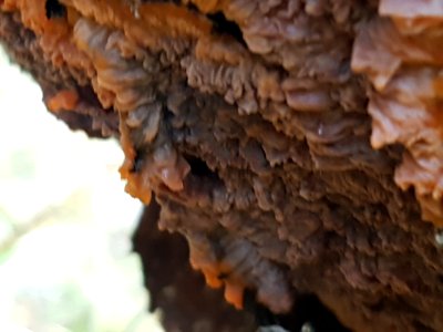 Phlebia radiata 55977413