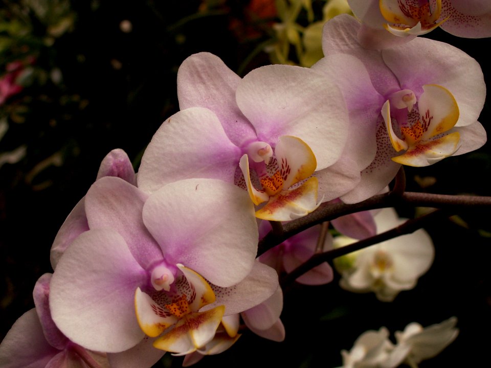 Phipps 2015-03-13 unidentified Phalaenopsis hybrid 07