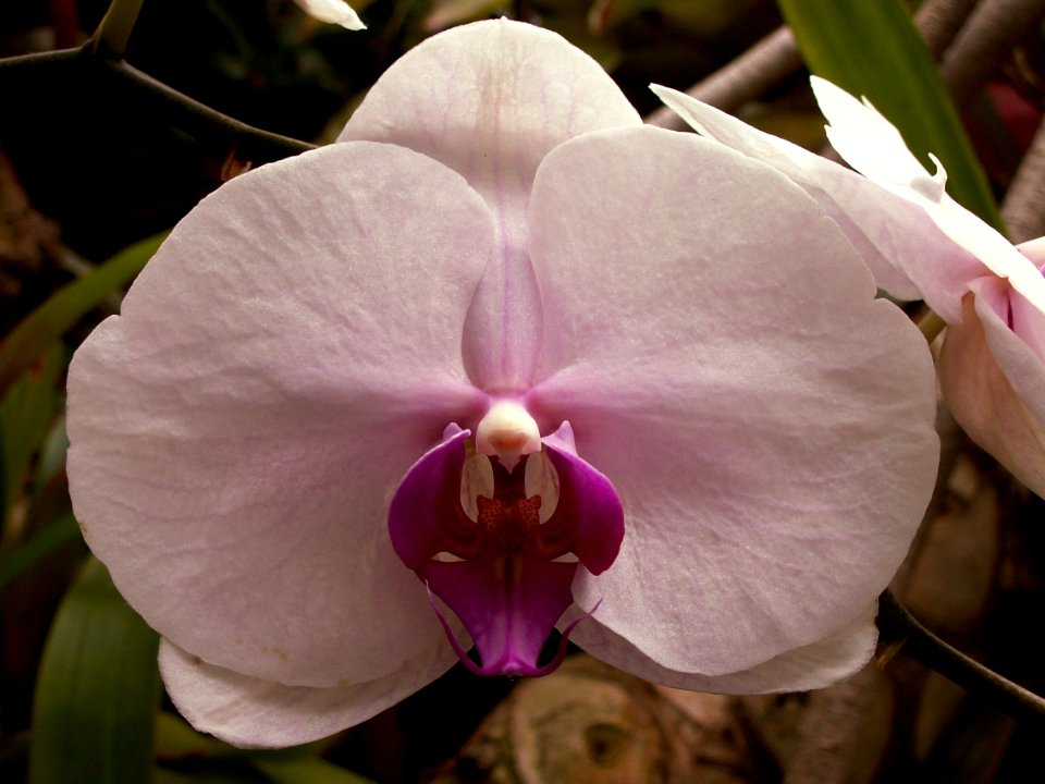Phipps 2015-03-13 unidentified Phalaenopsis hybrid 01