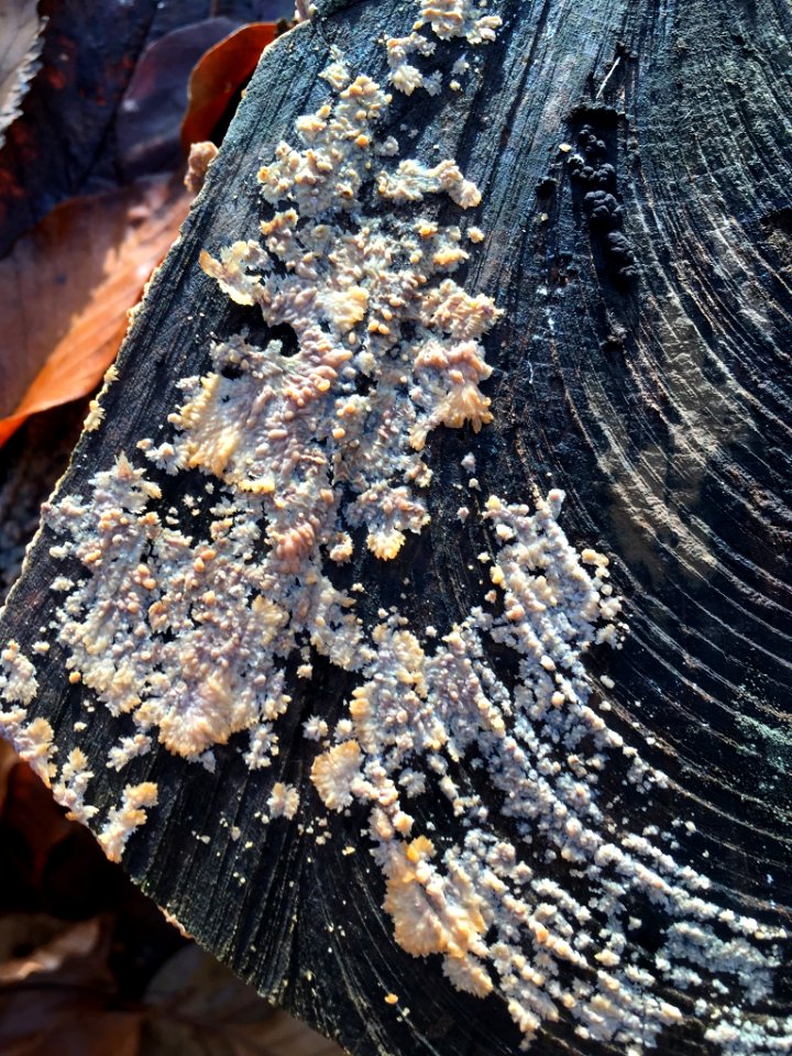 Phlebia radiata 57218039