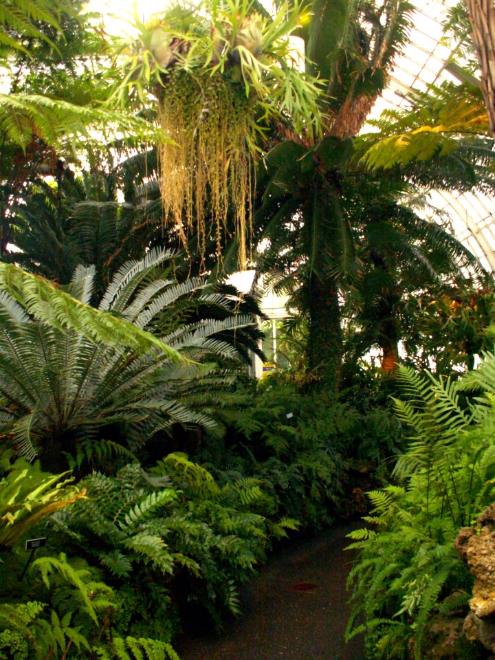 Phipps Conservatory Fern Room, 2015-10-24, 01
