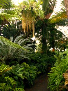 Phipps Conservatory Fern Room, 2015-10-24, 01