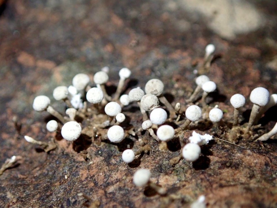 Phleogena faginea 27018443