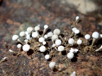 Phleogena faginea 27018443