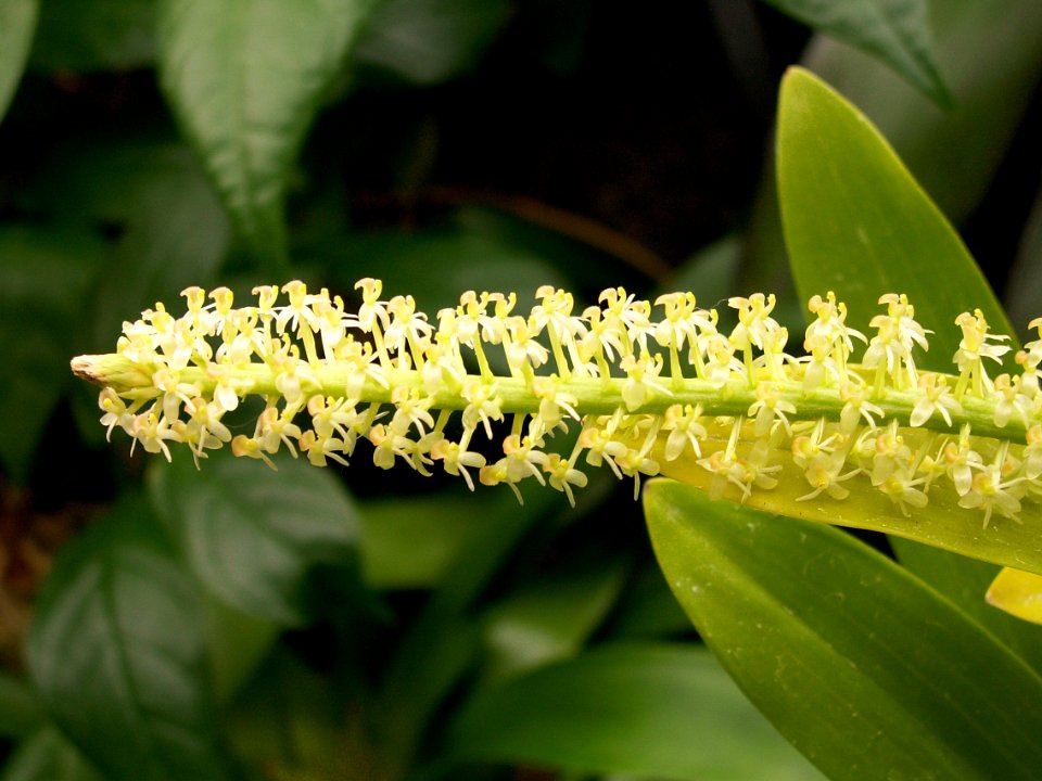 Phipps Conservatory, Liparis condylobulon 'Henry Shaw', 2014-12-29, 02