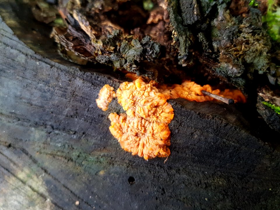 Phlebia radiata 55974785