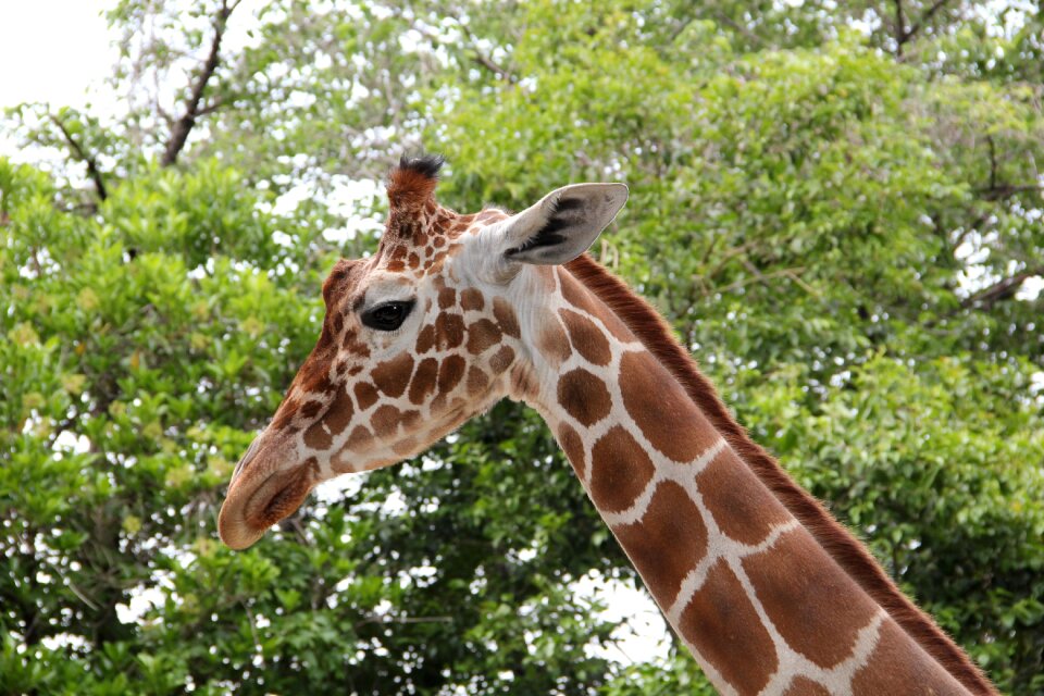 Mammal zoo summer