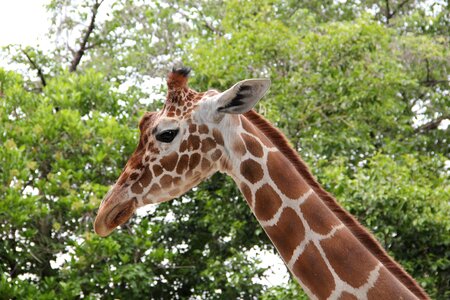 Mammal zoo summer