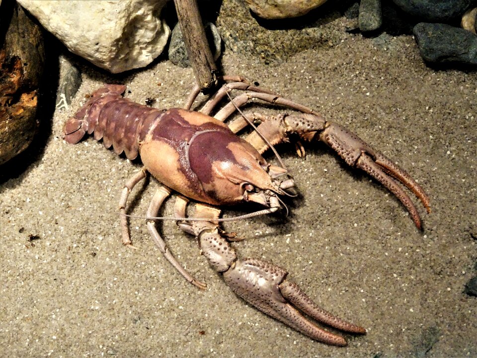 Sea animal delicious gastronomy