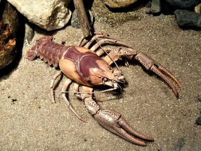 Sea animal delicious gastronomy
