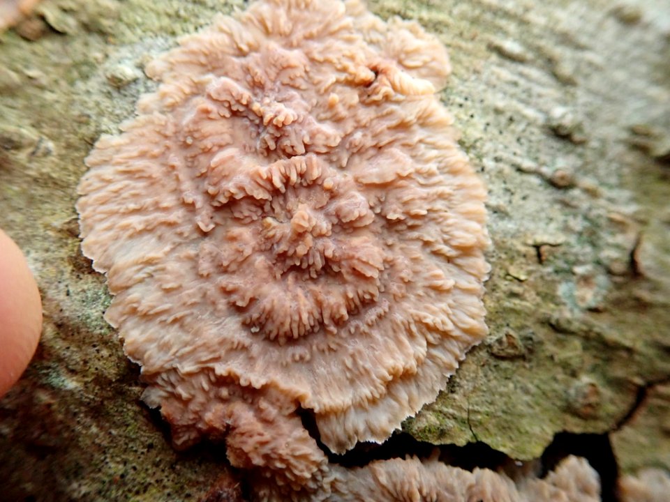 Phlebia radiata 59300426