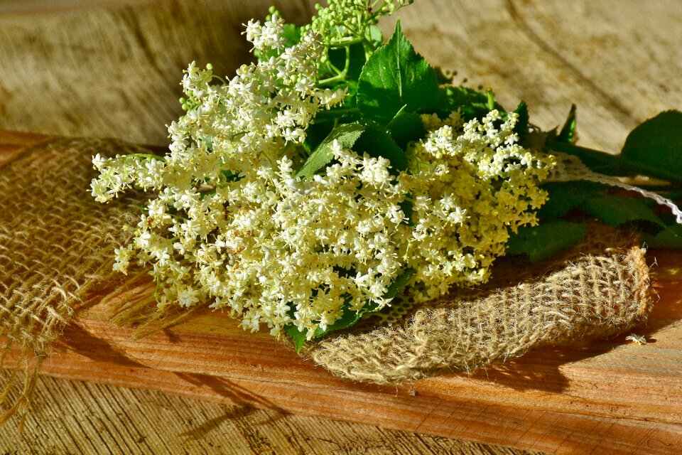 White inflorescences sambucus