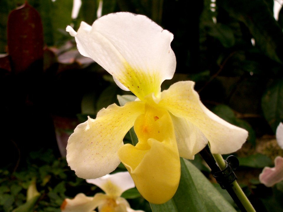 Phipps Conservatory, Paphiopedilum Whitemoor 'Norriton' FCC AOS, 2014-12-29, 01