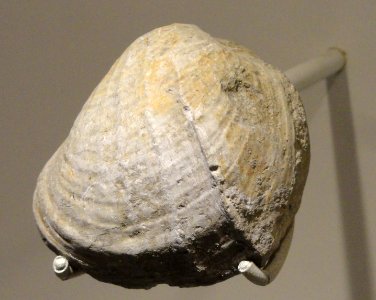 Pholadomya protei, clam, Jurassic, La Heve Cliffs, Normandy, France - Houston Museum of Natural Science - DSC01789