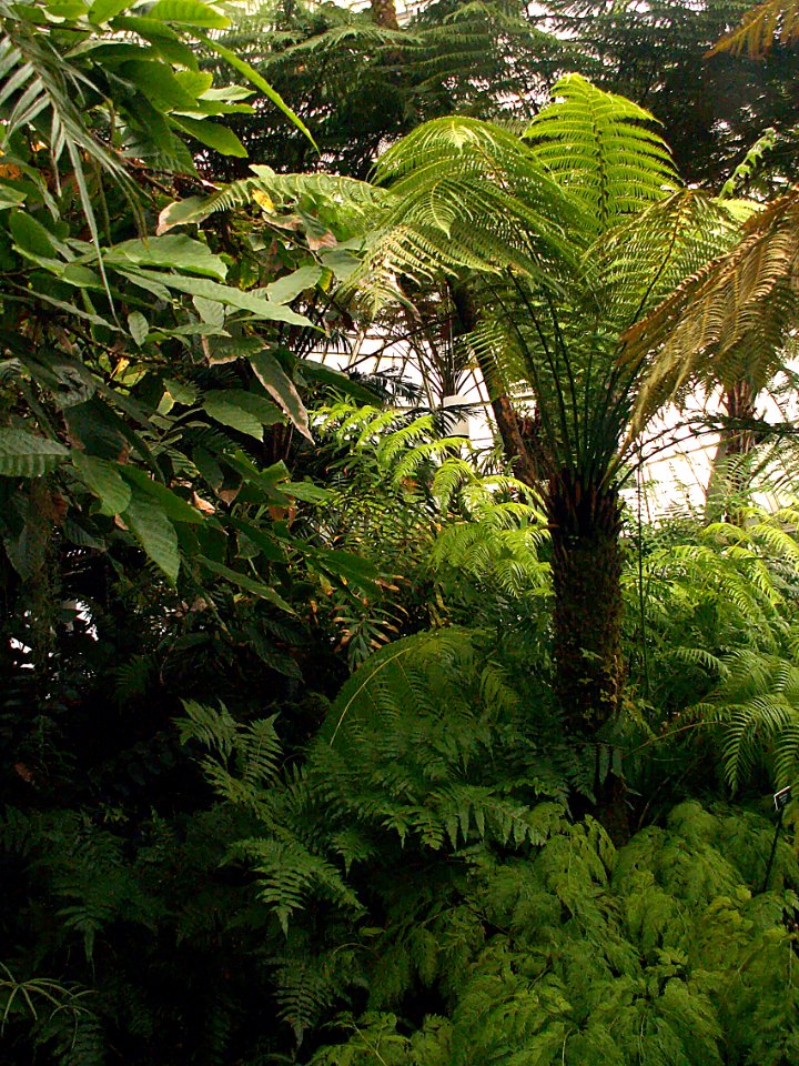 Phipps Conservatory Fern Room, 2015-10-24, 03