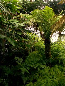 Phipps Conservatory Fern Room, 2015-10-24, 03