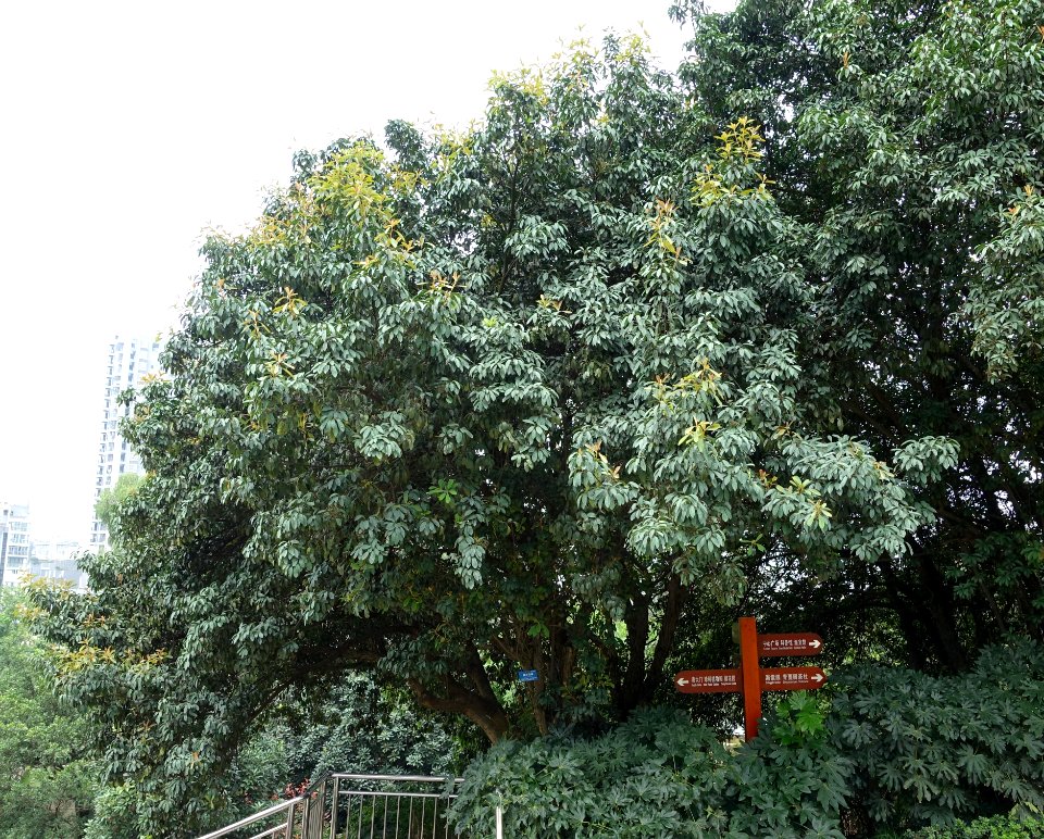 Photinia bodinieri (Photinia davidsoniae) - Chengdu Botanical Garden - Chengdu, China - DSC03207