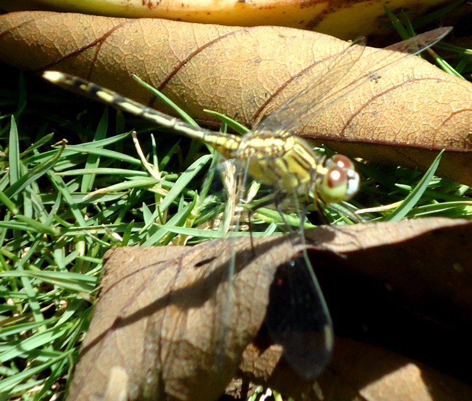 Philippine Green Hunter Dragonfly (Gomphidae)