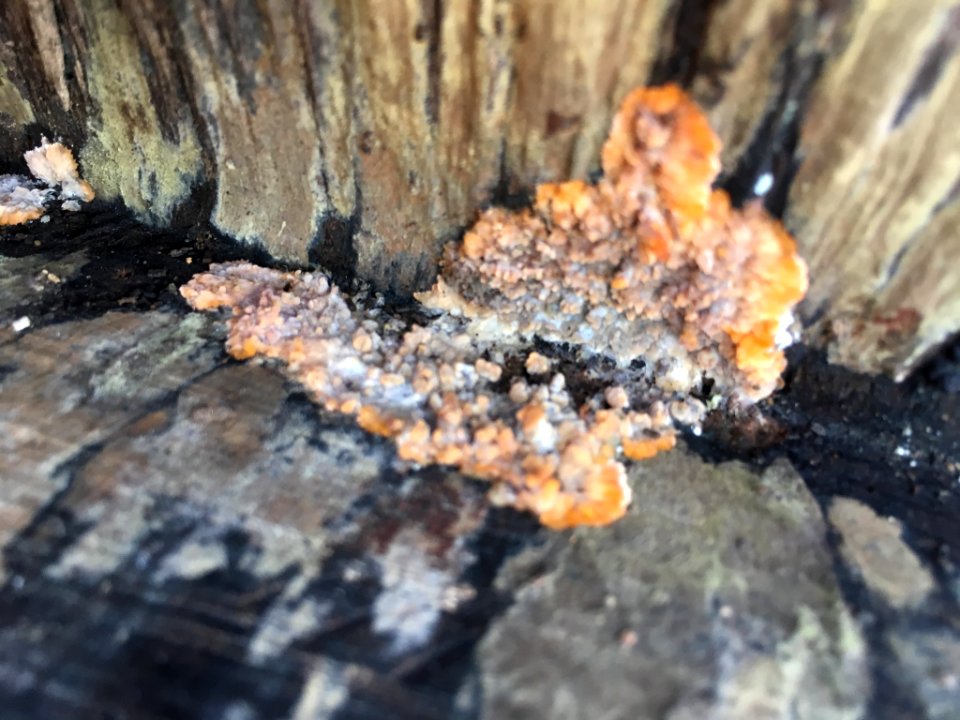 Phlebia radiata 57218052