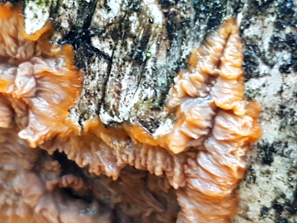 Phlebia radiata 55977402