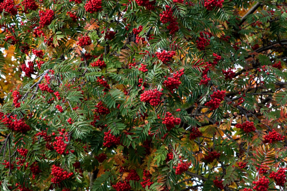 Leaves fall nature