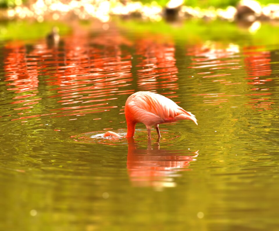 Water bird bill pink flamingo