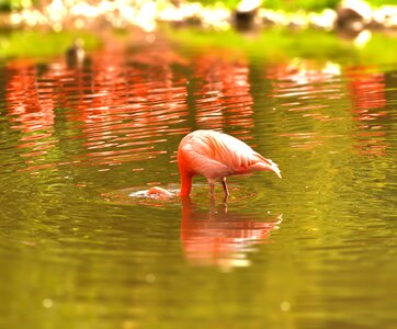 Water bird bill pink flamingo photo