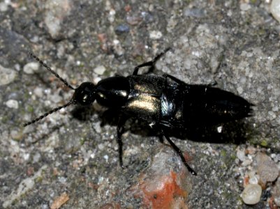 Philonthus-cognatus-01-fws