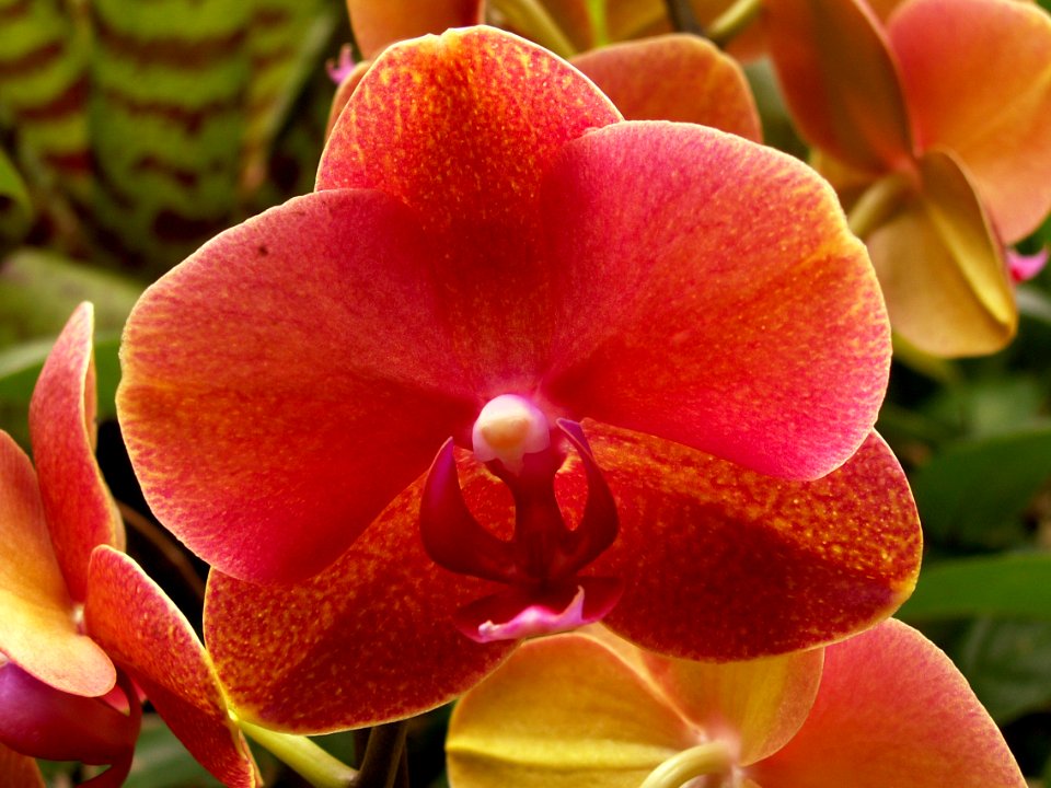 Phipps 2015-03-13 unidentified Phalaenopsis hybrid 06