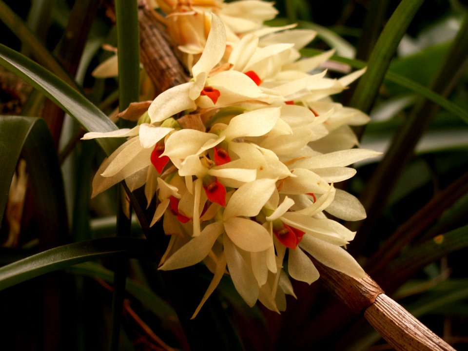 Phipps Conservatory, Dendrobium bracteosum, 2014-12-29, 01
