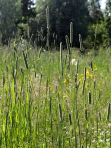 Phleum pratense Oulu, Finland 29.06.2013