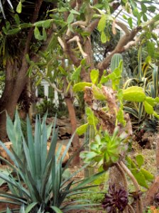 Phipps Conservatory Desert Room, 2015-10-24, 02
