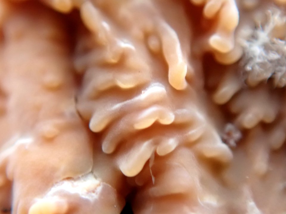 Phlebia radiata 61173076