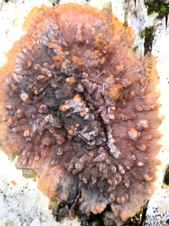 Phlebia radiata 58472023